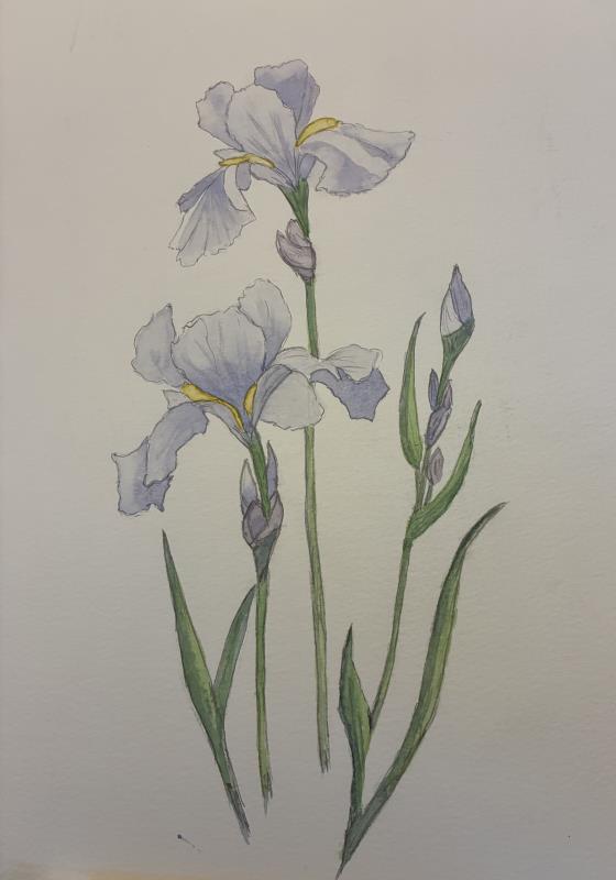 IRIS