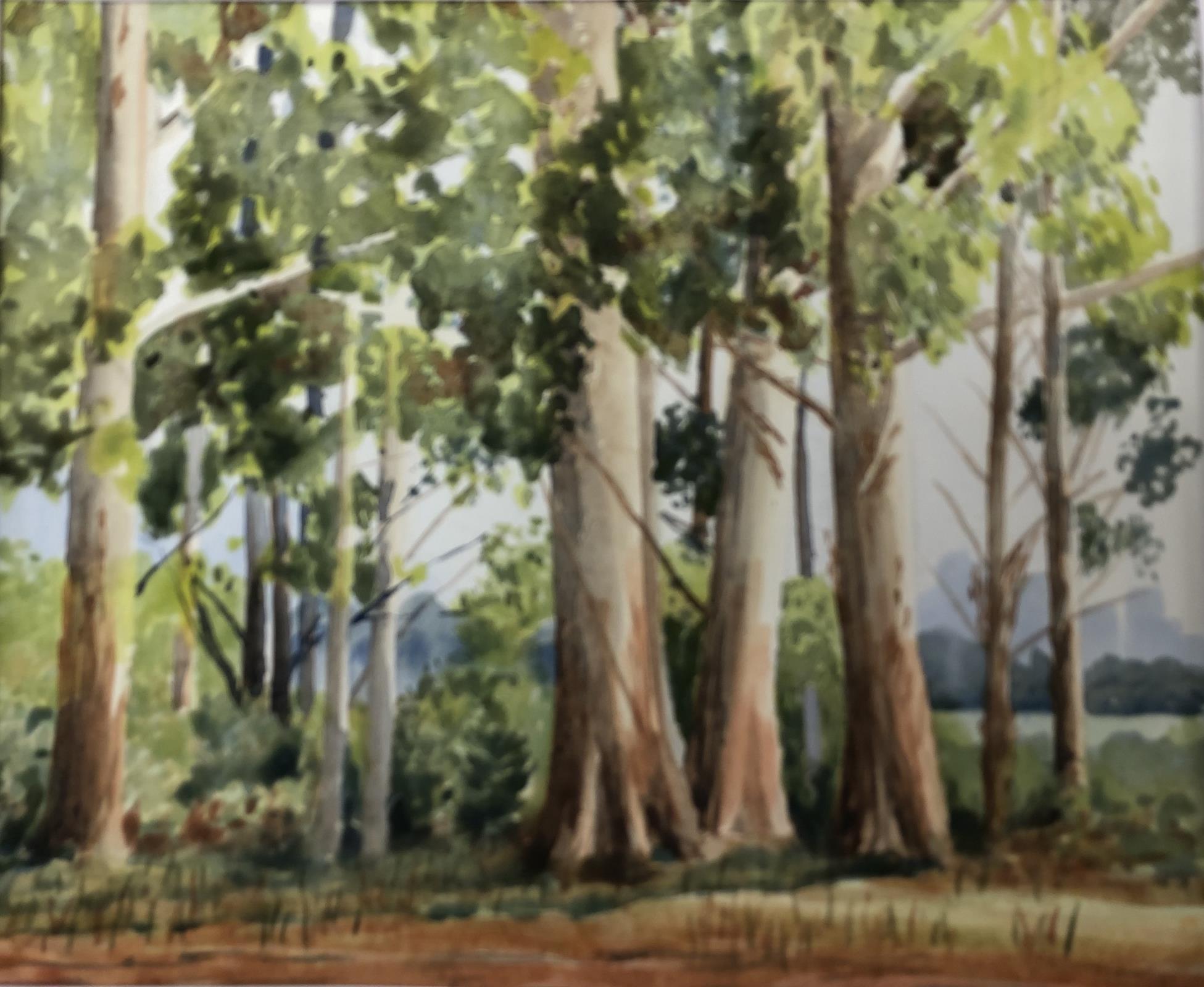 Eucalyptus trees, Natal
