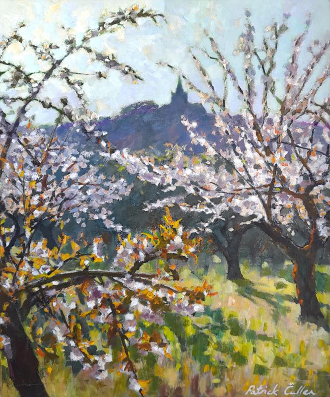 Cherry Trees near Bonnieux, Provence