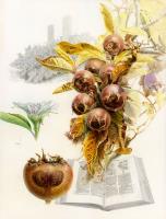 Medlar 'From Hortus sanitatis to Heritage Crop'