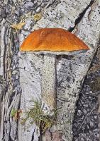 Orange Birch Bolete