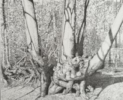 North Surrey Tree Shadows