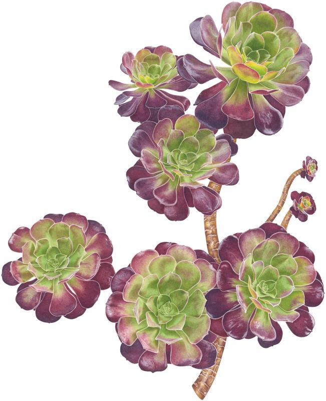 Aeonium arboreum 'Velour'