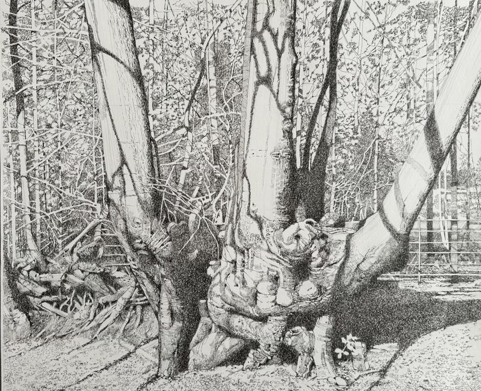 North Surrey Tree Shadows