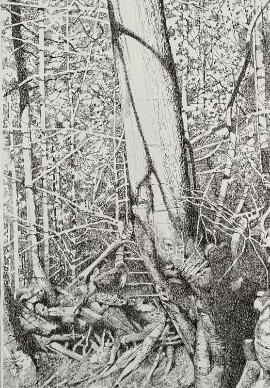 North Surrey Tree Shadows