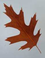 Portrait of a leaf