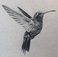 Hummingbird 