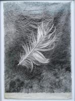 Found Feather Study 