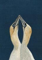 'The Union' Gannets