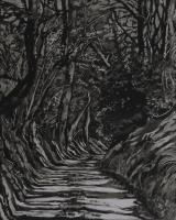 Tree Shadows on Radnor Lane