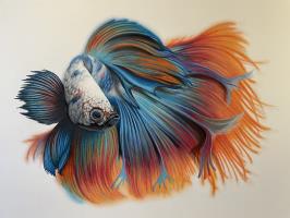 Fighting fish