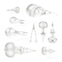 Study of a Bird 004 ~ Skulls