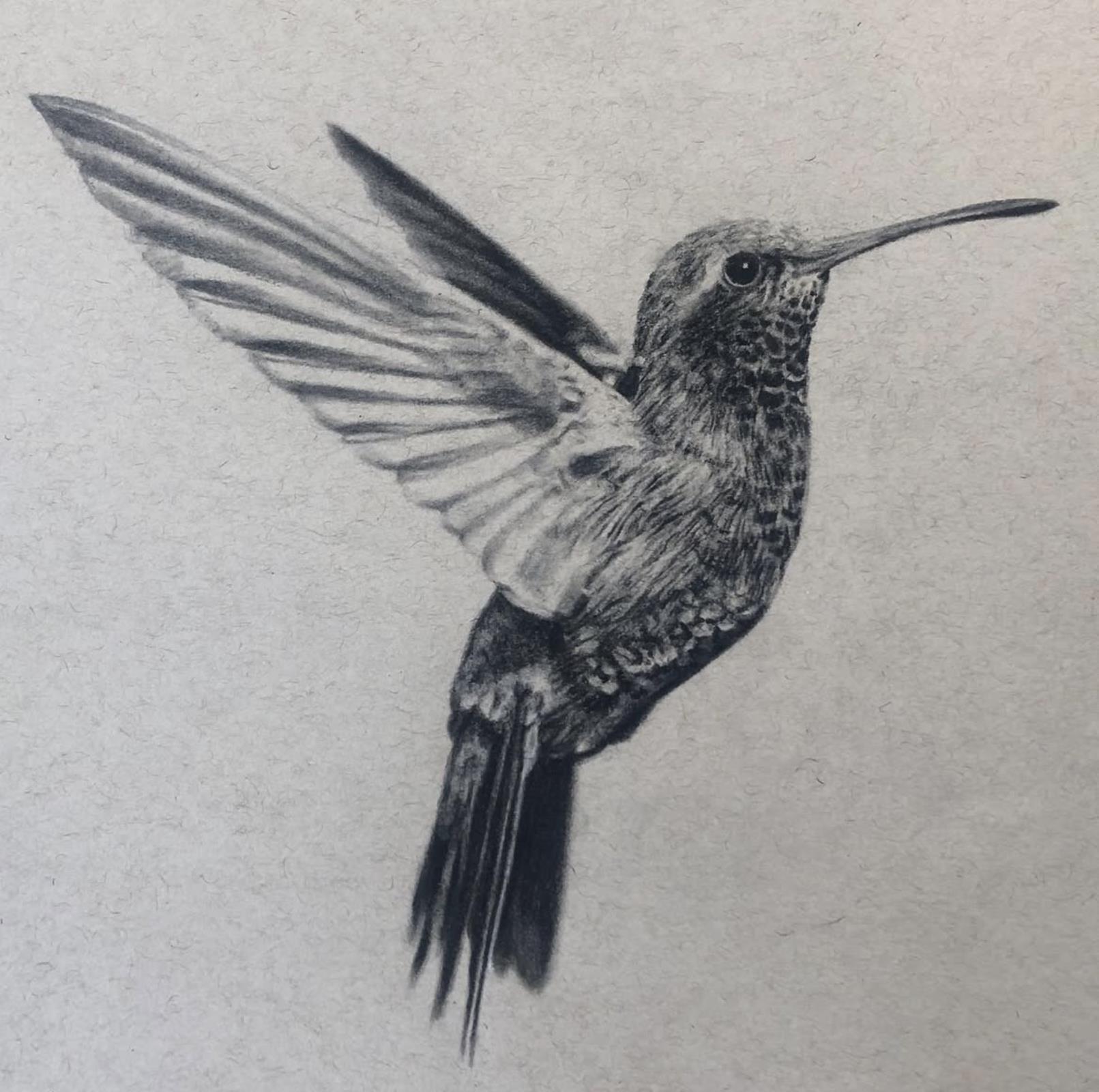 Hummingbird 