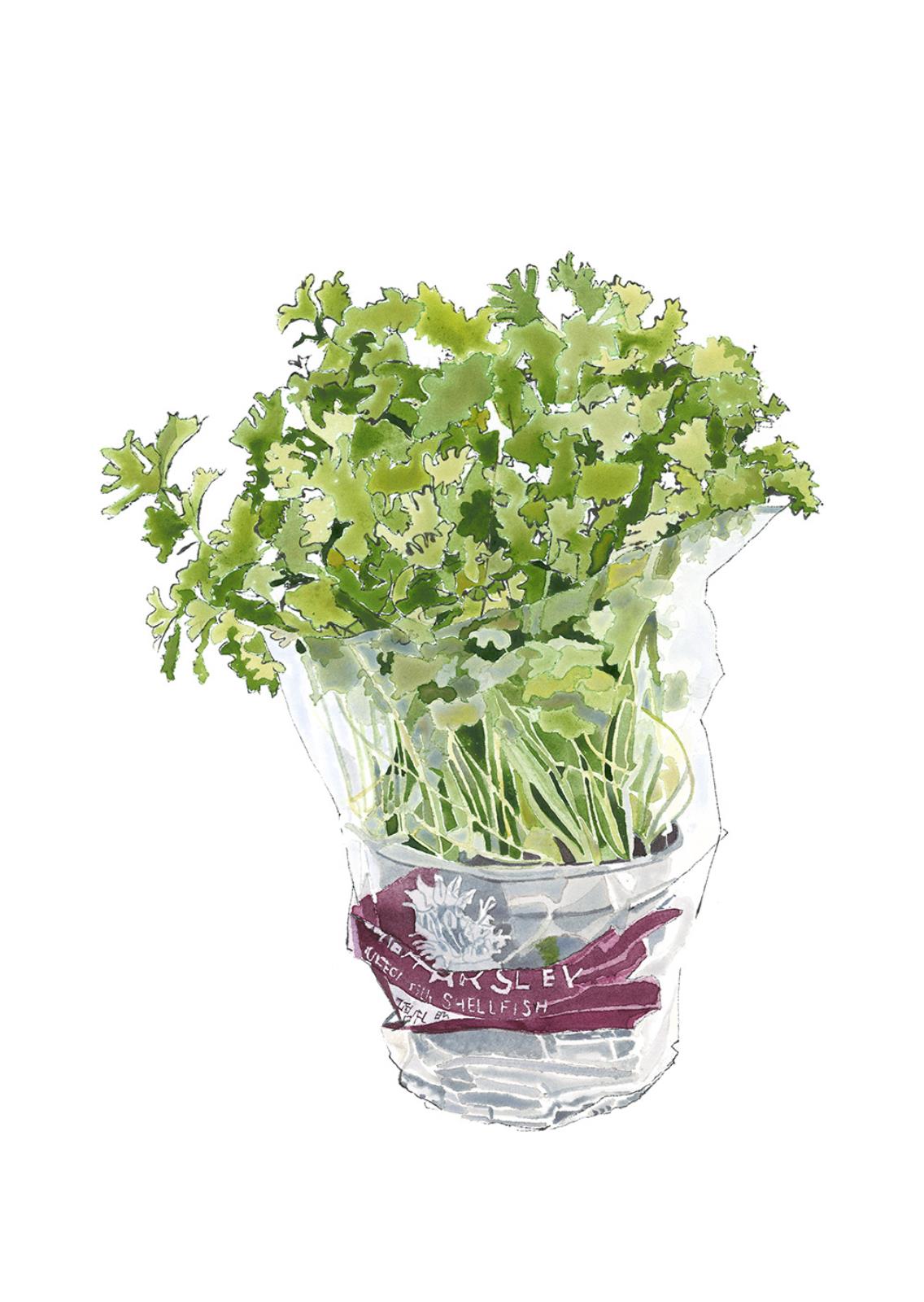 Curly Parsley