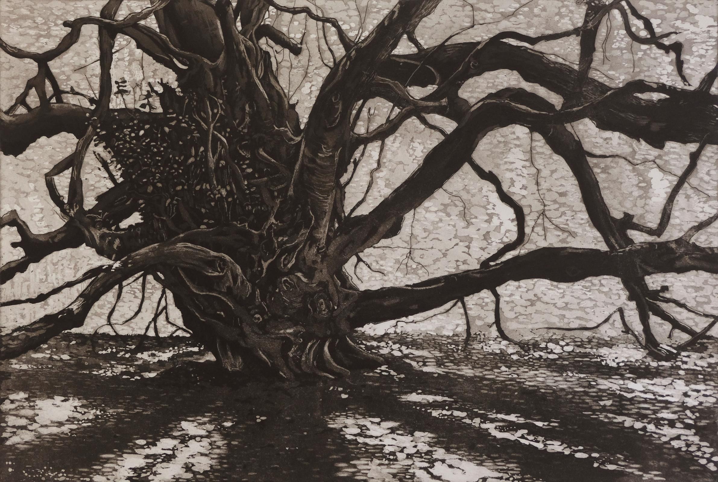 The Witches'Broom Tree