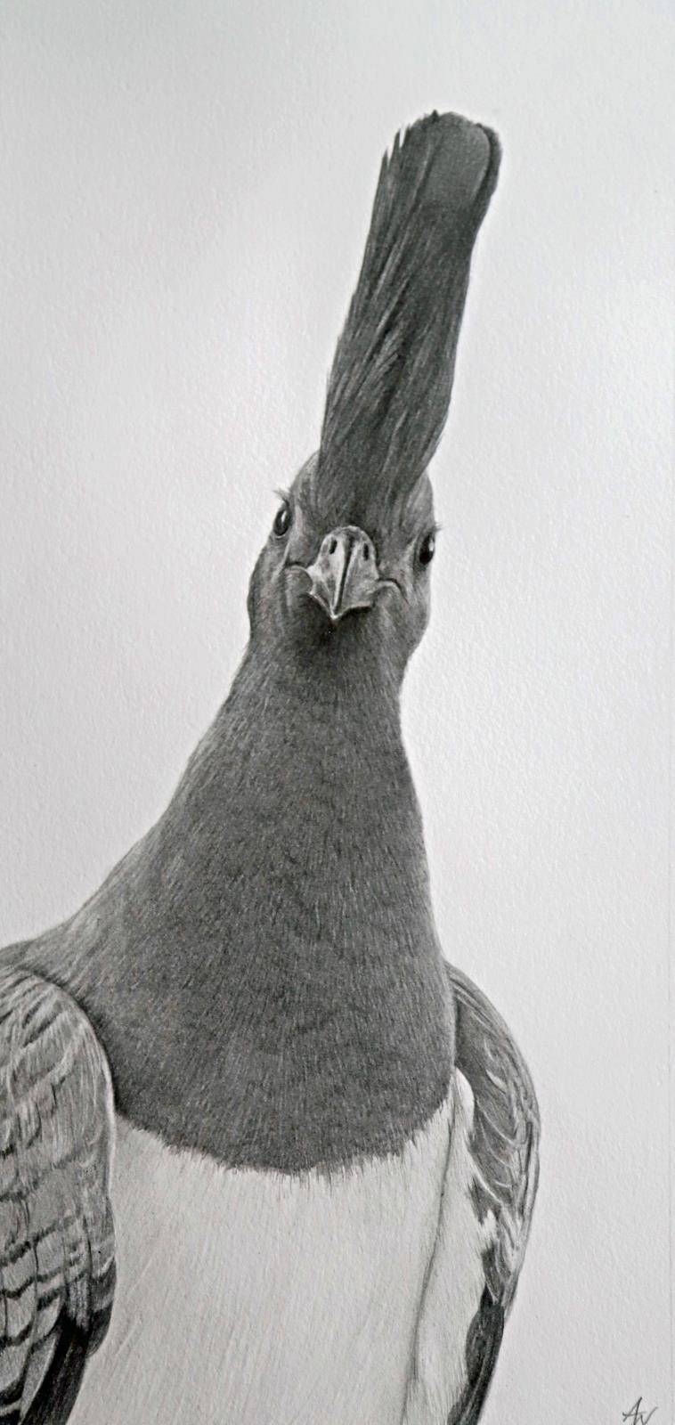 whie-bellied go away bird