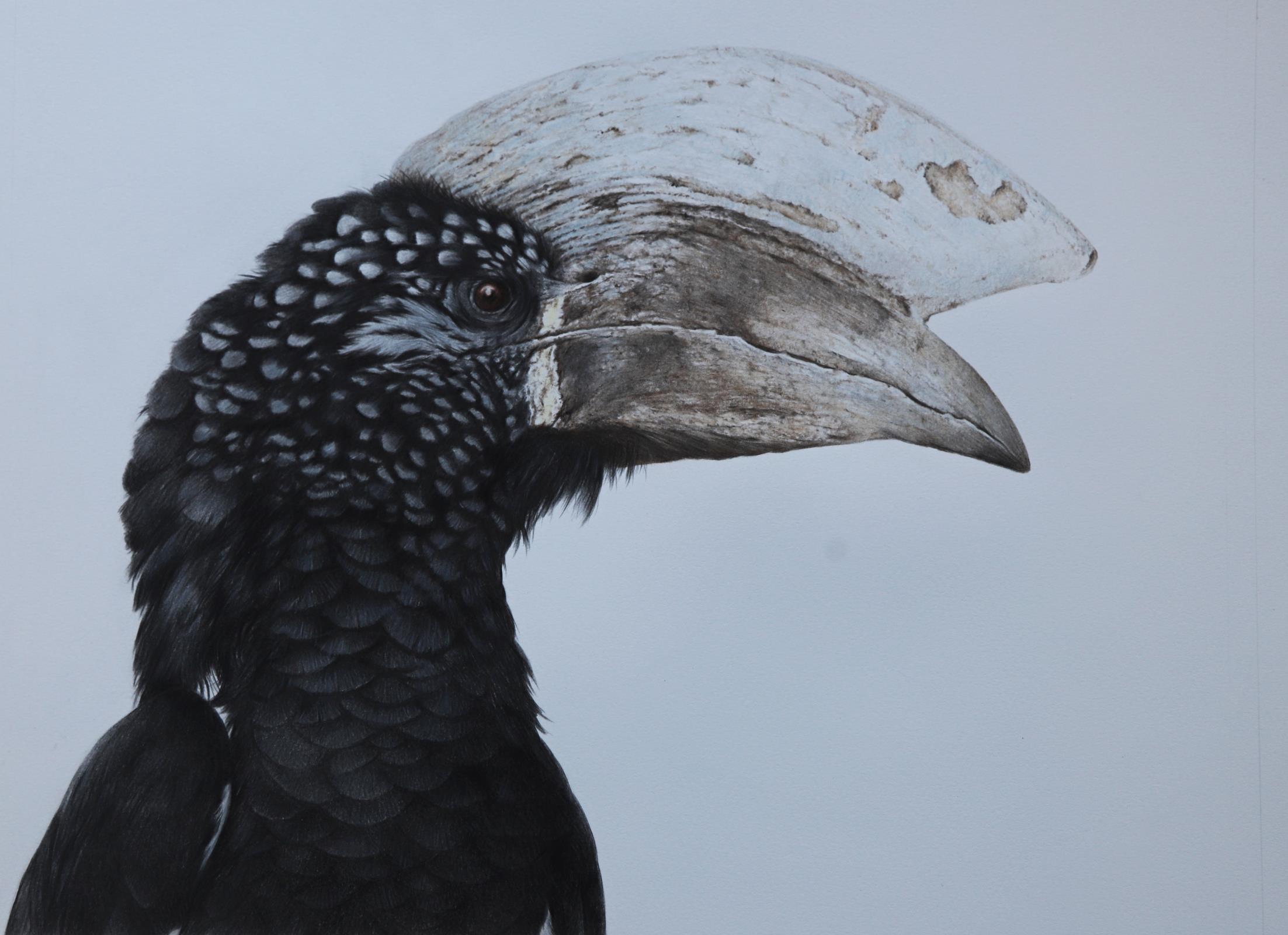 silvery-cheeked hornbill