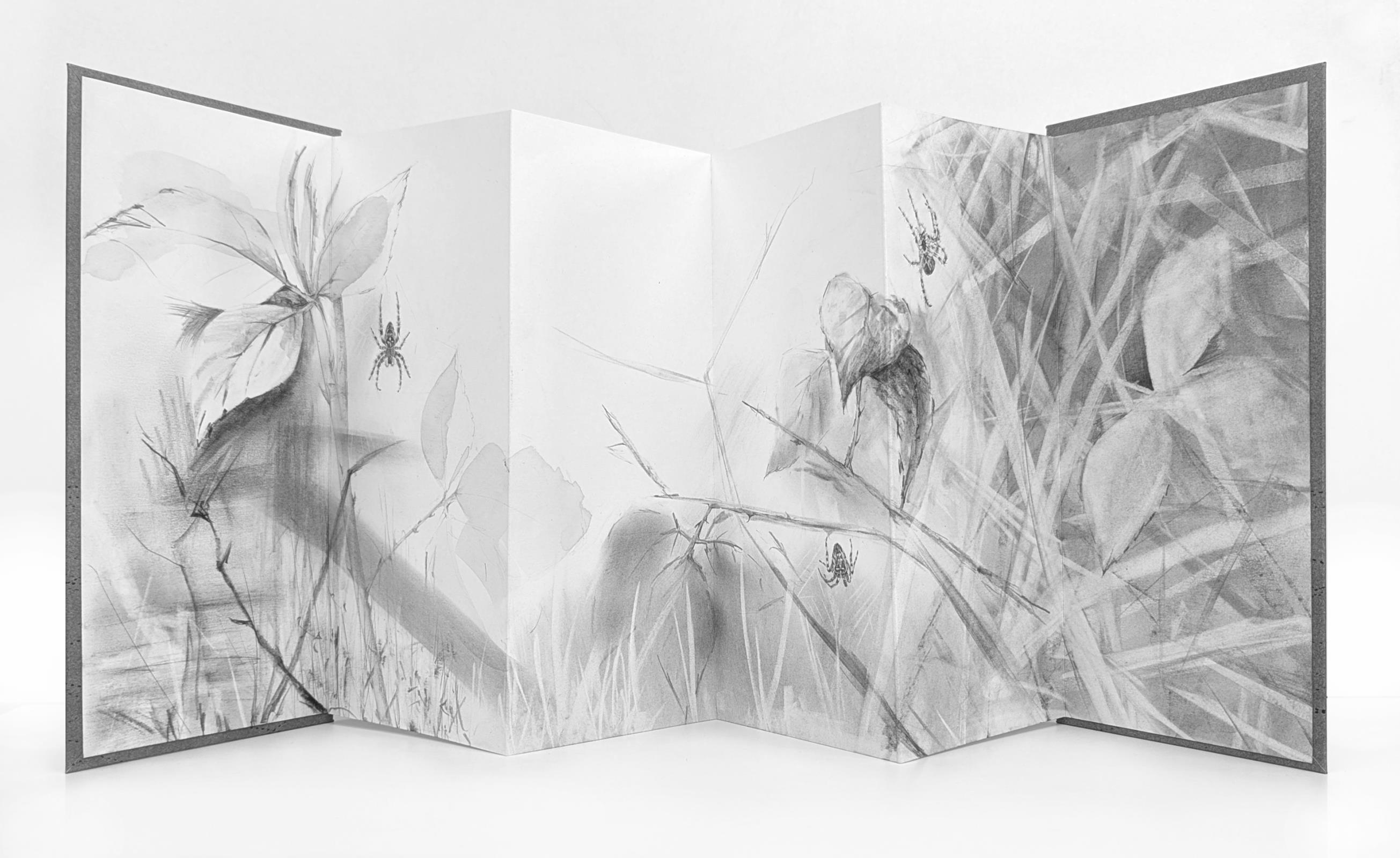 Field Notes 007 ~ Garden Spider