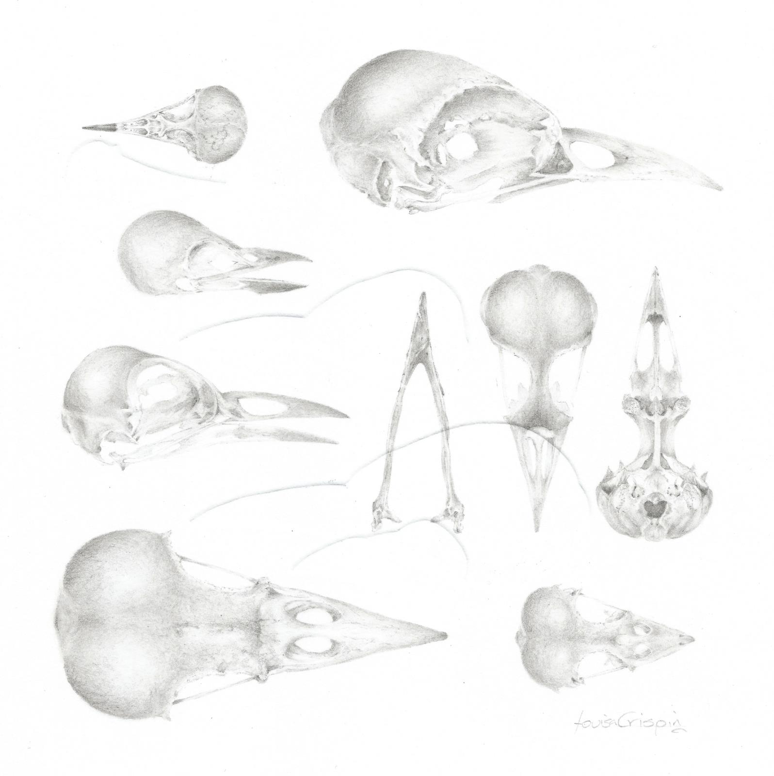 Study of a Bird 004 ~ Skulls