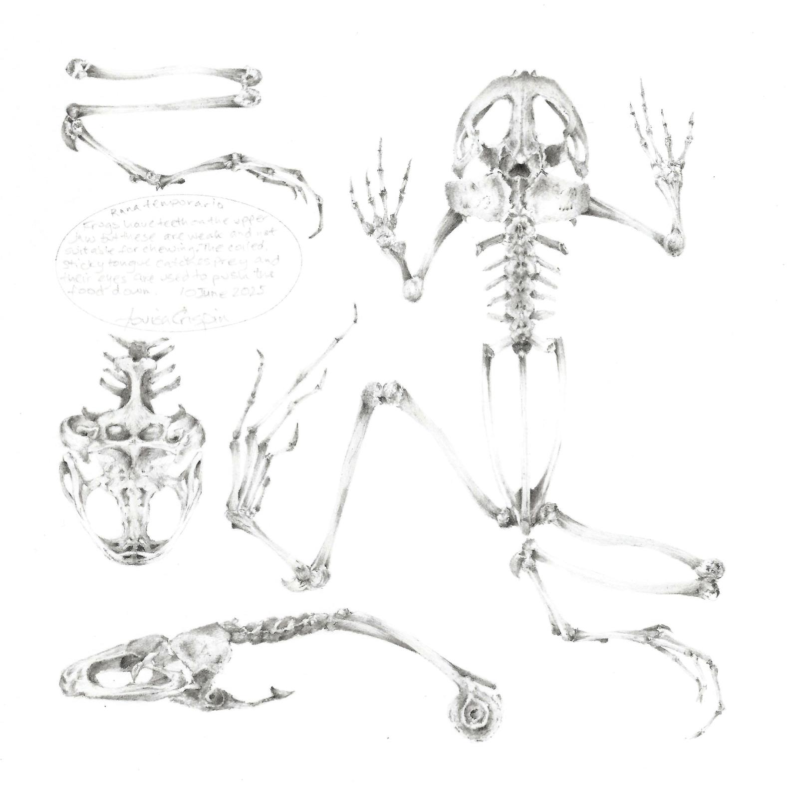 Study of an Amphibian 001 ~ Common Frog