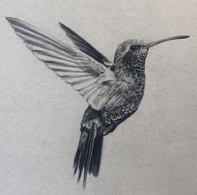 Hummingbird 