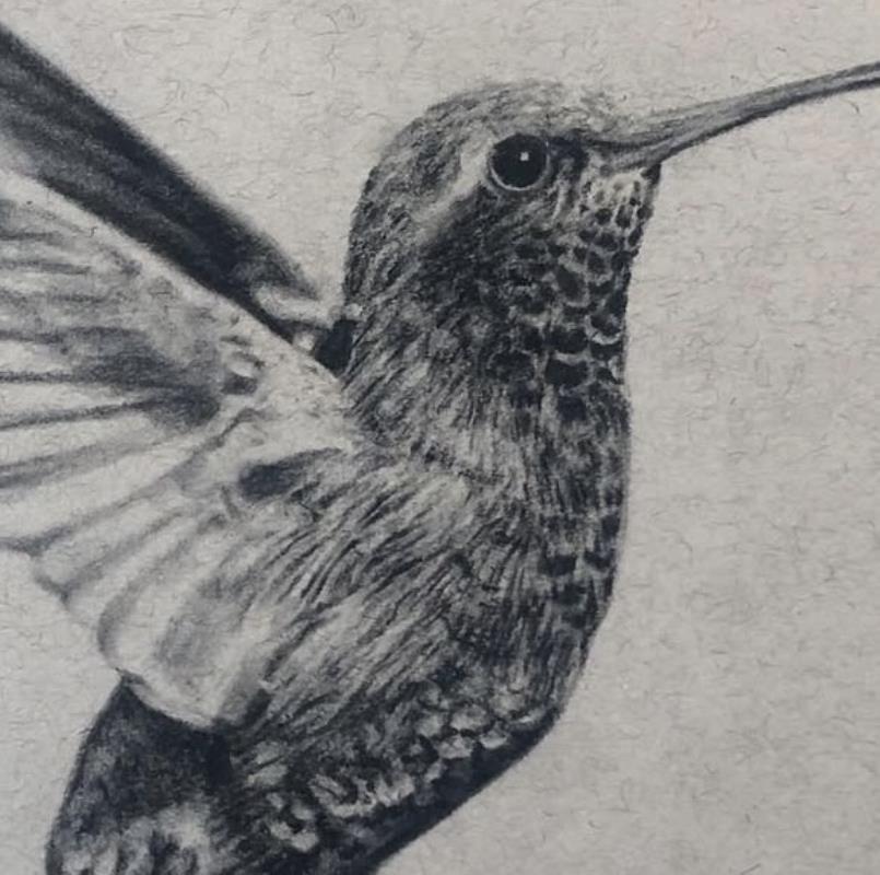 Hummingbird 