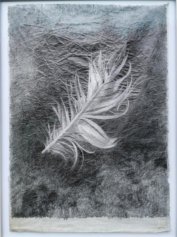 Found Feather Study 