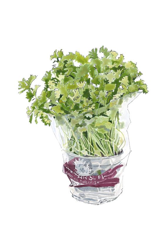 Curly Parsley