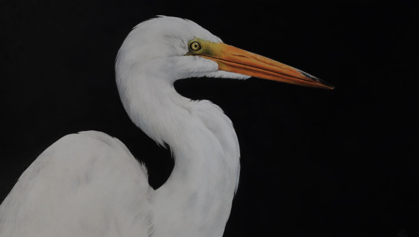 Great Egret study