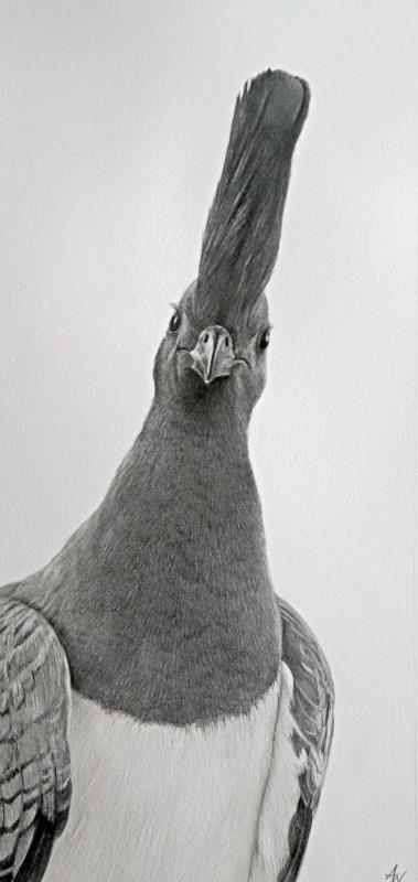 whie-bellied go away bird