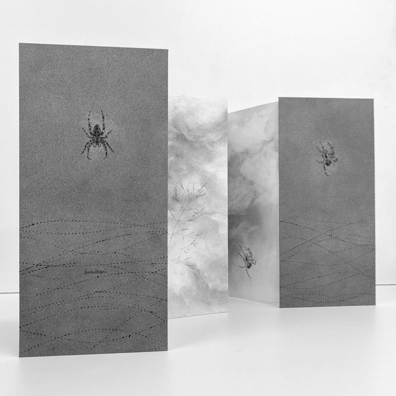 Field Notes 007 ~ Garden Spider