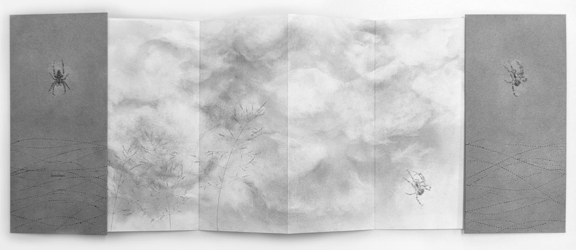 Field Notes 007 ~ Garden Spider