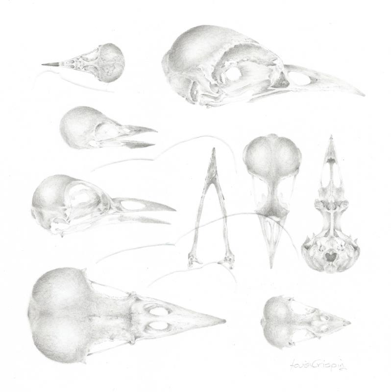 Study of a Bird 004 ~ Skulls