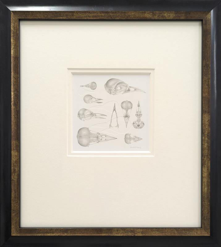 Study of a Bird 004 ~ Skulls