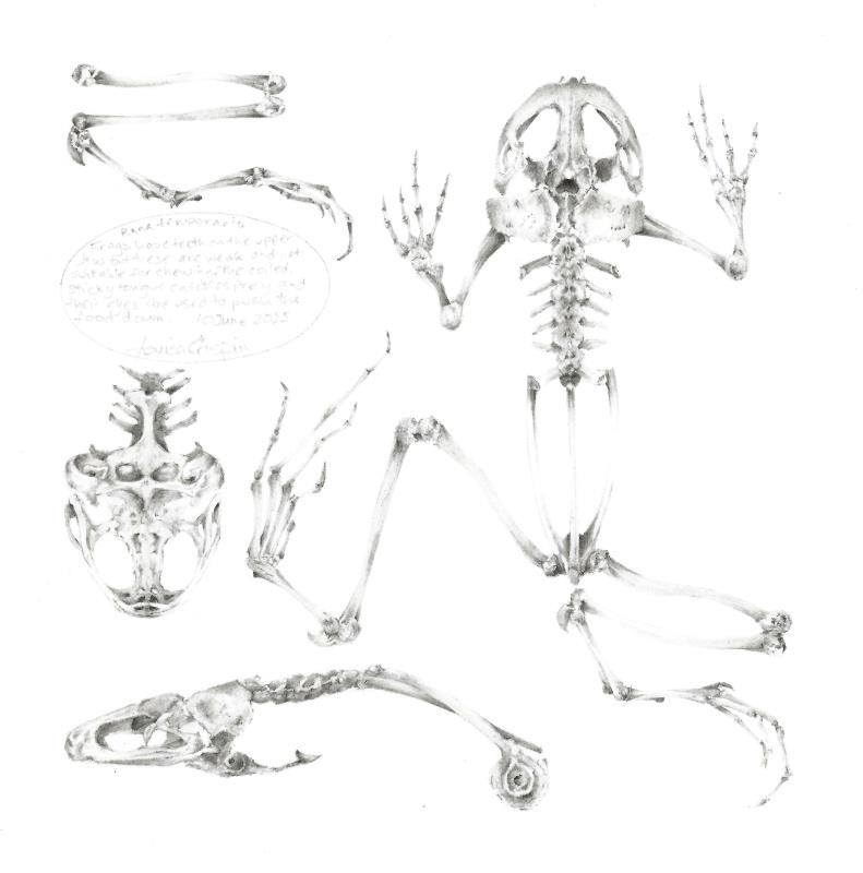 Study of an Amphibian 001 ~ Common Frog