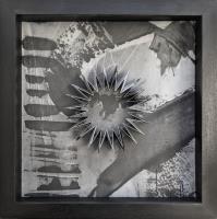 Glimpse FPS017