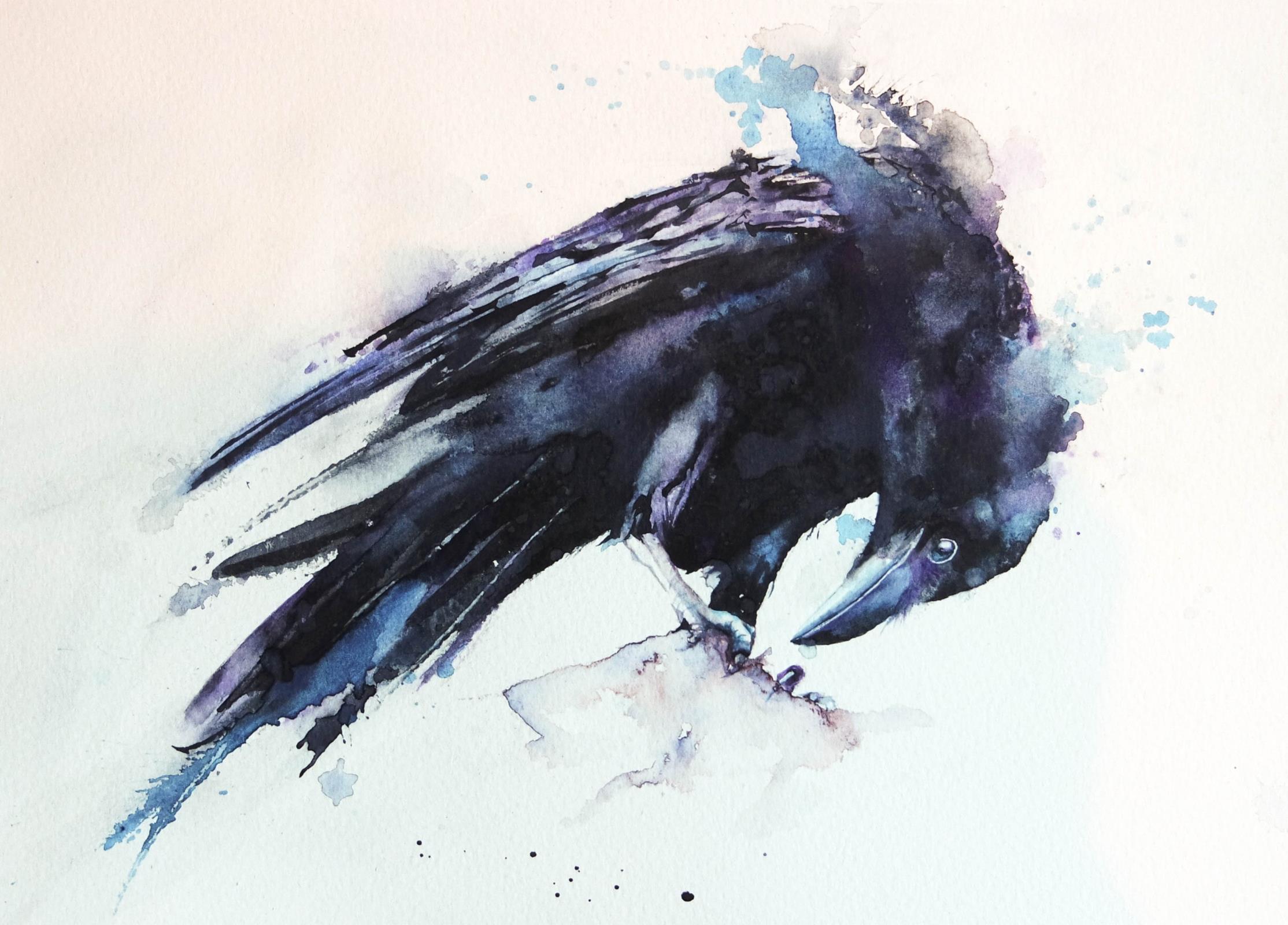I Still Have a Deep Fascination with Crows 