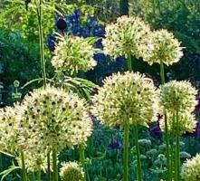 Alliums