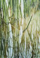 Reed Reflections