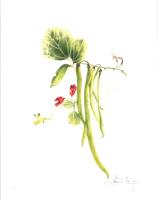 Portrait: Homegrown Runner Bean