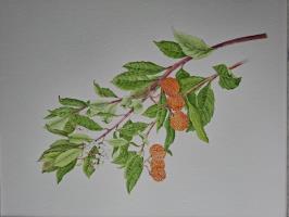 Arbutus unedo