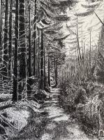 Devil’s Glen, Co. Wicklow