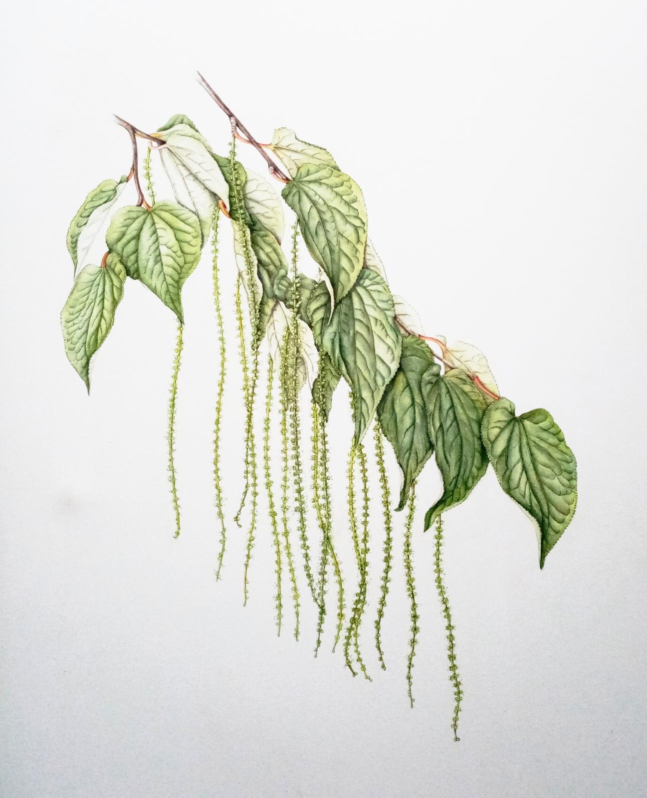 Tetracentron sinense, Birr Castle Demesne