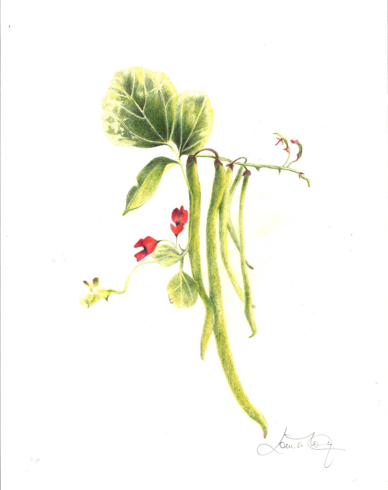 Portrait: Homegrown Runner Bean