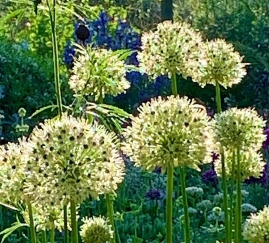 Alliums