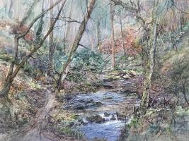 Woodland Walk - Derbyshire Dales