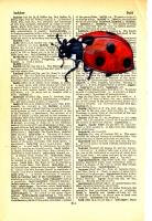 Ladybird on 1907 Dictionary Paper 