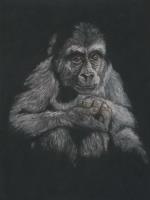 Young Gorilla in Thought