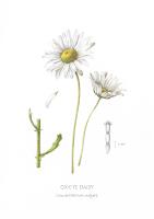 Ox-Eye Daisy 