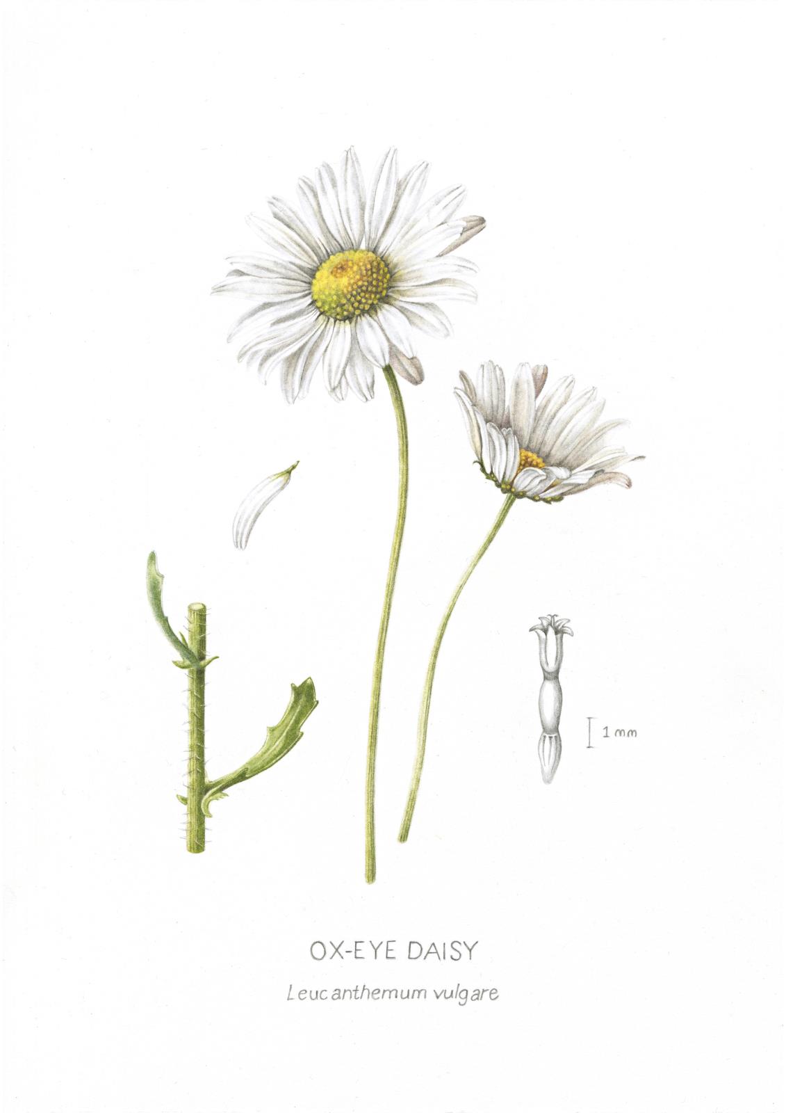 Ox-Eye Daisy 